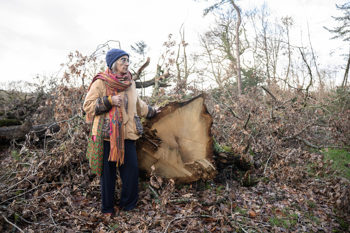«<small class="fine d-inline"> </small>Massacre à la tronçonneuse<small class="fine d-inline"> </small>» : des arbres bicentenaires abattus abritaient un scarabée protégé