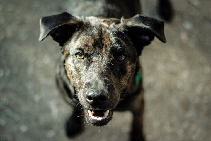Euthanasiés, placés en sanctuaire<small class="fine d-inline"> </small>? Le sort des chiens mordeurs en débat