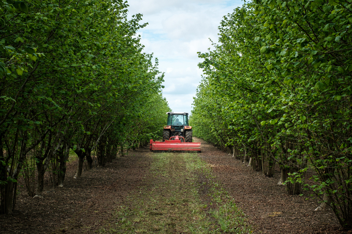 Pesticides : la fuite en avant des cultivateurs de noisettes