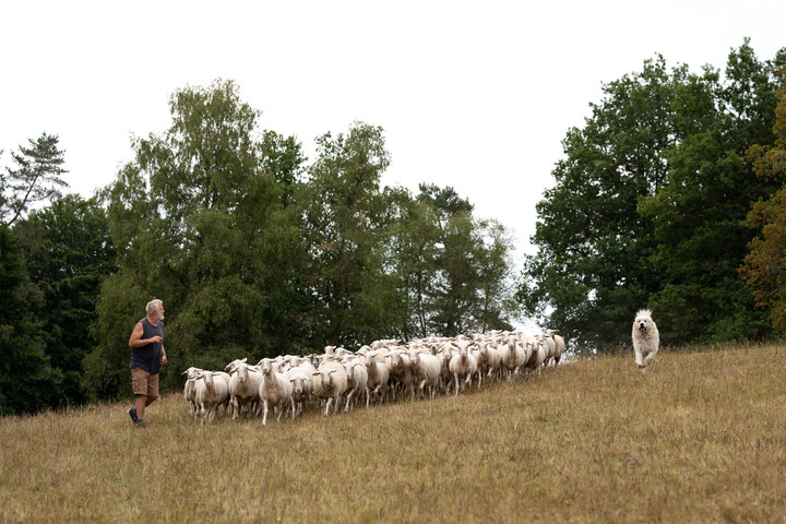 L'arrivée du loup sur le plateau de Millevaches sème la discorde