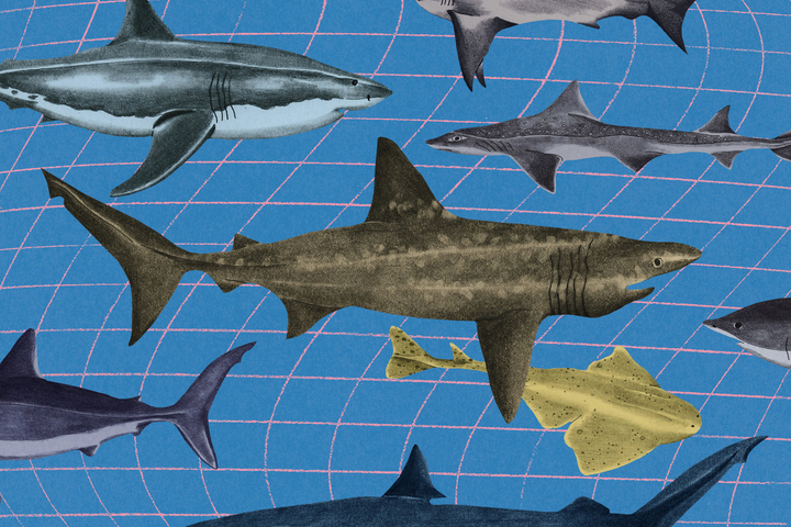 Les requins, faux barbares, vrais persécutés