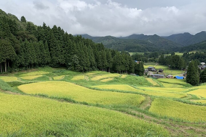  Les néonicotinoïdes omniprésents dans l'eau de pluie au Japon