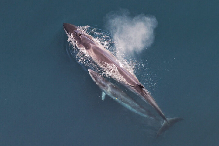 Le rorqual boréal est de retour en Argentine après des décennies de déclin