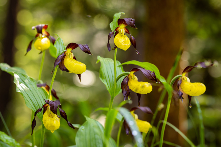 Le sabot de Vénus, plante mystérieuse et bijou fragile des forêts
