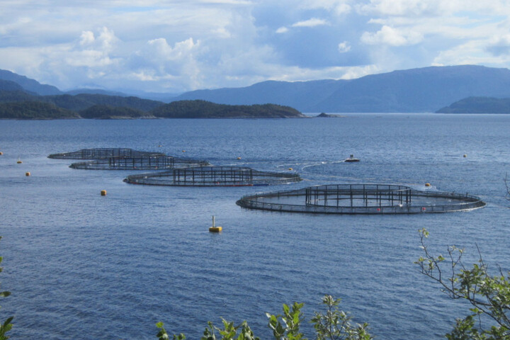 27 000 saumons d'élevage s'échappent... et menacent les poissons sauvages