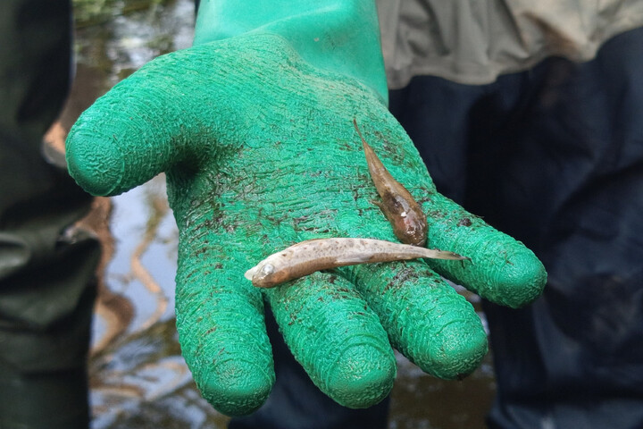 «<small class="fine d-inline"> </small>La situation est catastrophique<small class="fine d-inline"> </small>» : une hécatombe de poissons tués par la chaleur