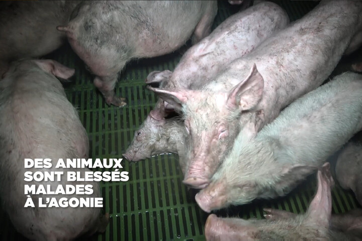 Cadavres momifiés, porcelets morts... L'horreur de deux élevages fournissant E.Leclerc