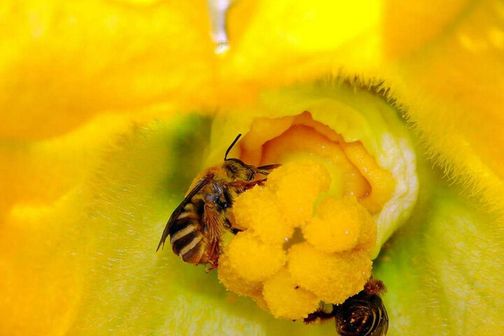 Les abeilles sauvages, victimes oubliées des pesticides