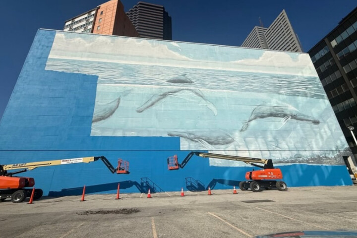 Mondial 2026 : une fresque avec des baleines détruite pour la Coupe du monde