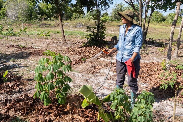 Sécheresse en Guyane : les pratiques traditionnelles au secours de l'agriculture