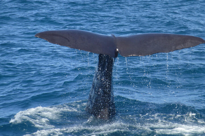 Le roi des Maoris veut que baleines et humains aient les mêmes droits