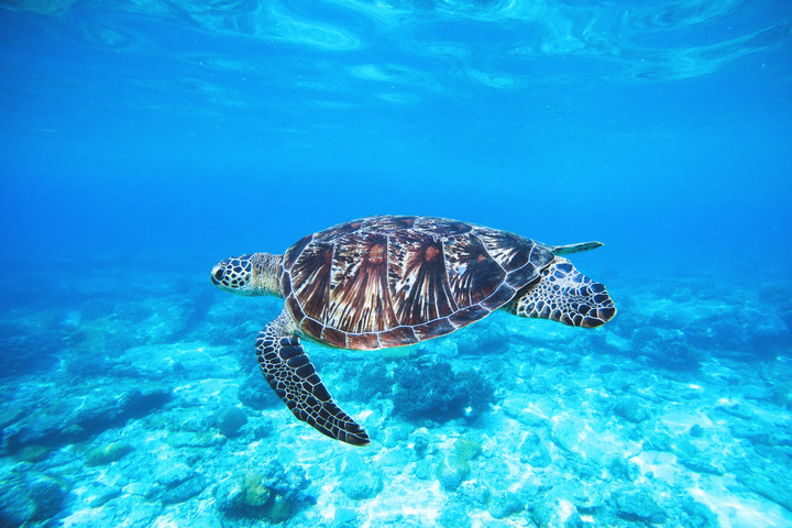 Les populations de tortues marines augmentent à nouveau