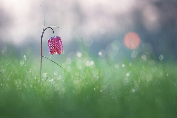 À la découverte de la fritillaire, cette fleur qui annonce le printemps