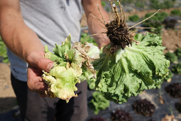 «<small class="fine d-inline"> </small>Toutes les plantes vont mourir<small class="fine d-inline"> </small>» : la sécheresse précoce inquiète les maraîchers