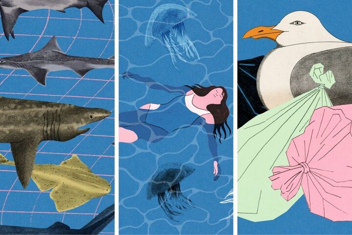 Nuisibles des mers : un océan de préjugés 