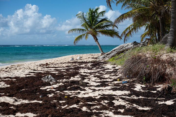 Les algues puantes, ce fléau qui engloutit un bout de Guadeloupe
