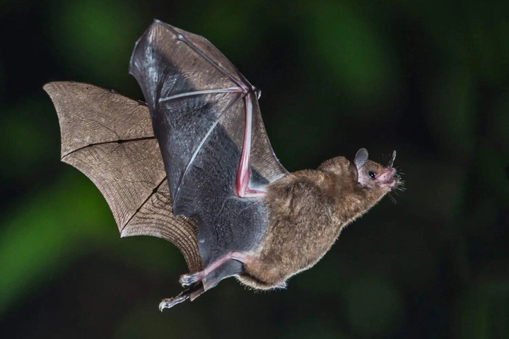 Un zoo de Montpellier euthanasie 200 chauves-souris, une plainte déposée