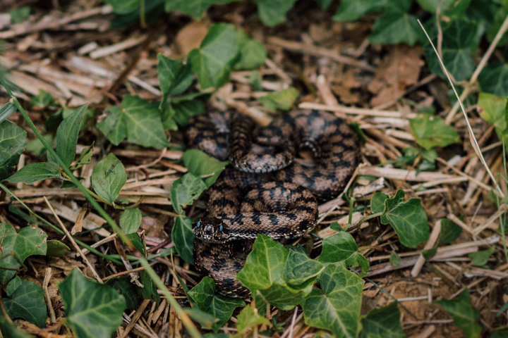 Rencontre avec la vipère aspic, paisible reptile de nos forêts