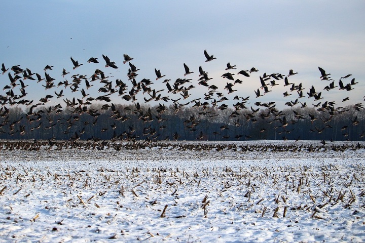 Les super pouvoirs des oiseaux migrateurs révélés par la science