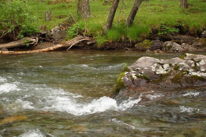 «<small class="fine d-inline"> </small>Des milliers de poissons morts<small class="fine d-inline"> </small>» dans une rivière en Alsace
