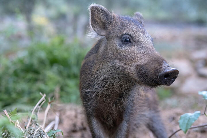 Toto, le sanglier recueilli par une famille, sauvé de l'euthanasie
