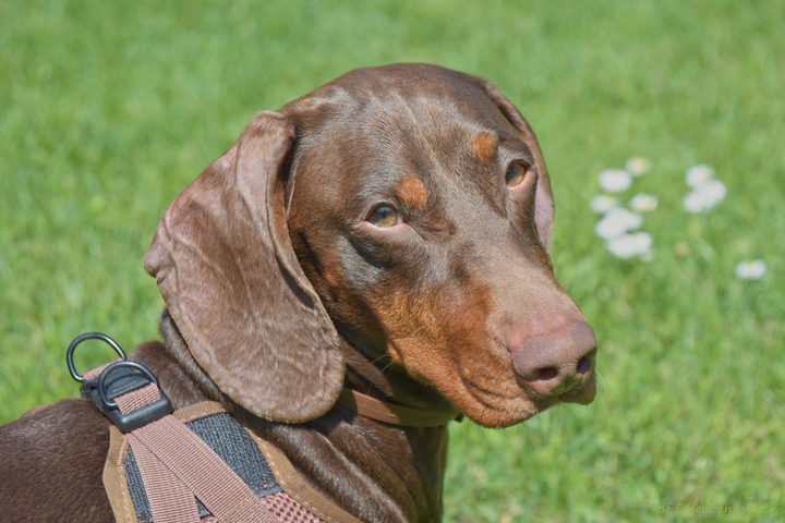 Bergers allemands, chats persans, teckels : l'<span class="caps">UE</span> interdit l'élevage de chiens et chats «<small class="fine d-inline"> </small>hypertypes<small class="fine d-inline"> </small>»