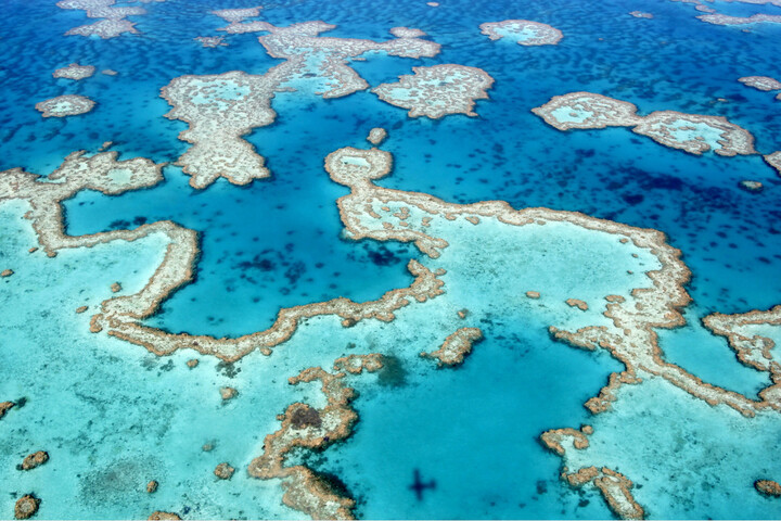 La Grande Barrière de corail n'a jamais autant souffert du blanchissement