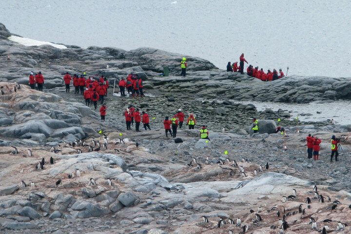 120 000 visiteurs par an : le surtourisme accable l'Antarctique