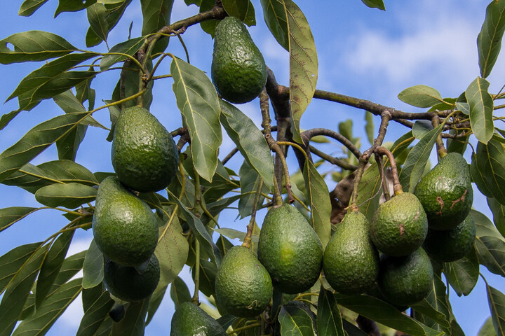L'appétit des Français pour l'avocat assoiffe l'Espagne