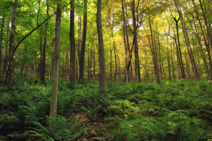 Arbres replantés : on est très loin du milliard promis par Emmanuel Macron