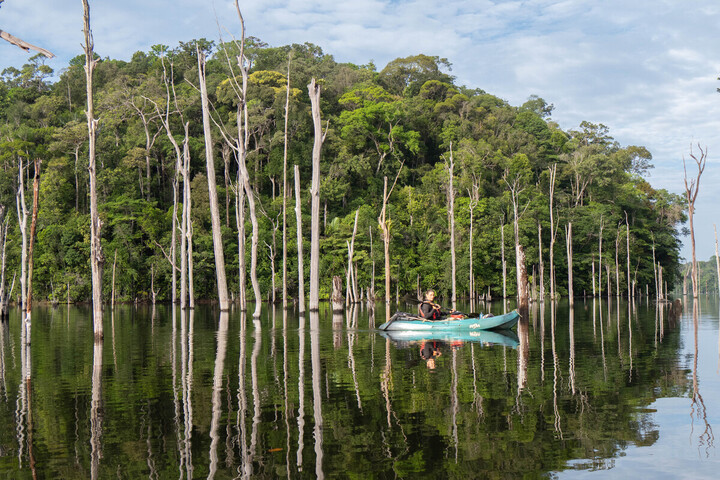 Une forêt au fond d'un lac, un «<small class="fine d-inline"> </small>trésor englouti<small class="fine d-inline"> </small>» exploité pour son bois 