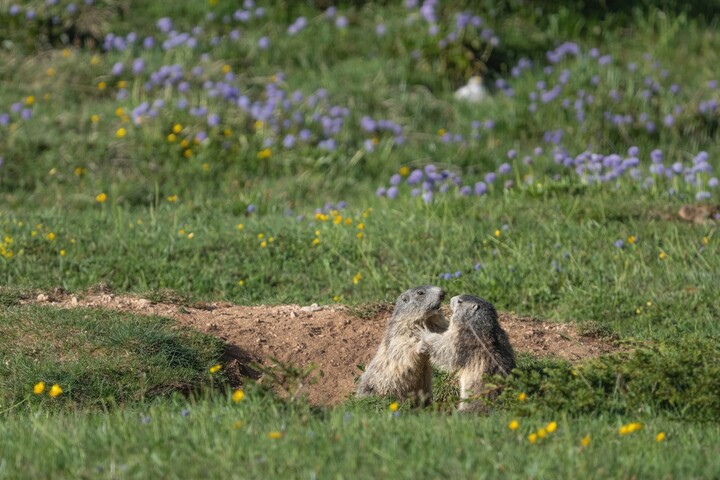 Cache-cache avec les marmottes dans le Vercors