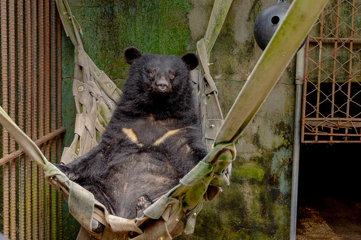 Exploités pour leur bile, les ours-lune de Corée sont désormais protégés