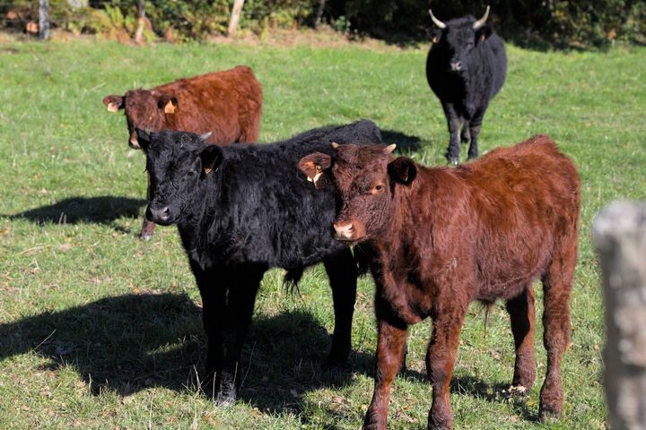 À nouveau, des scientifiques appellent à manger moins de viande