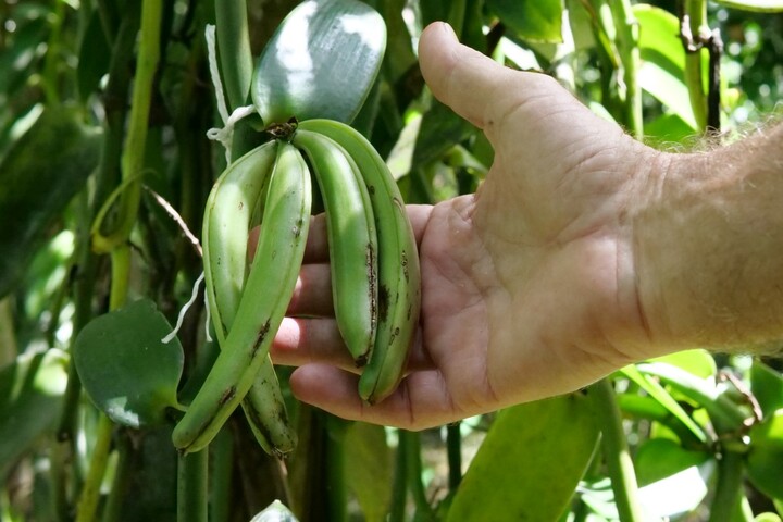 La vanille bio, une autre voie pour la forêt de Guadeloupe