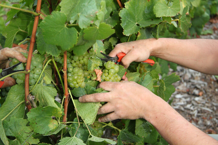 Réchauffement, sécheresse : les vendanges 2025 sont plus précoces