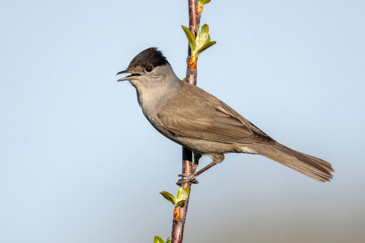 Grâce à l'interdiction des néonicotinoïdes, les oiseaux vont un peu mieux