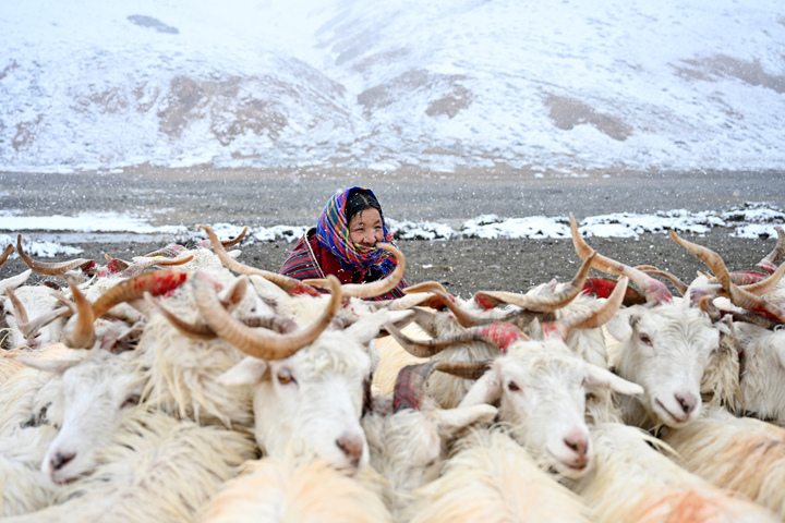 Cachemire : une mode qui fait des dégâts en Mongolie
