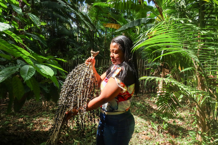 Ils réparent l'Amazonie grâce à l'agroforesterie