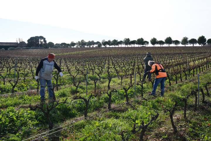 Derrière les viticulteurs en crise, des coopératives écrasantes