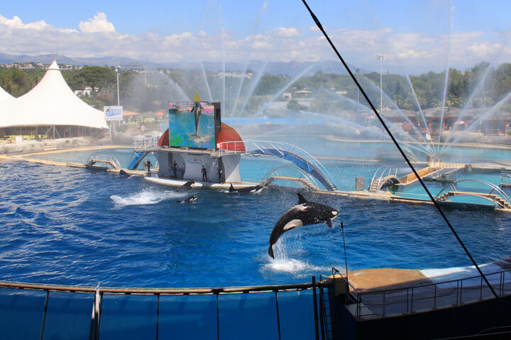 Les deux orques du Marineland d'Antibes pourraient rejoindre les Canaries