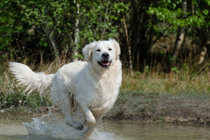 Les antipuces pour chiens polluent massivement lacs et étangs