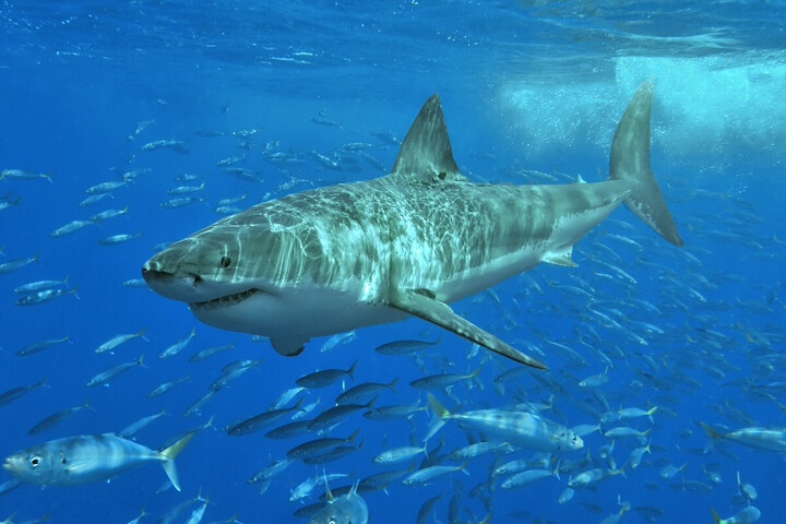En Australie, des filets anti-requins n'attrapent que 10<small class="fine d-inline"> </small>% de squales