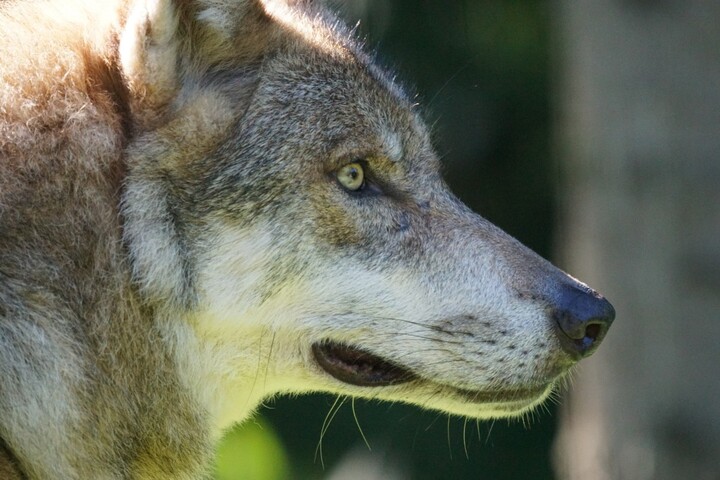Les loups, toujours plus nombreux, tuent pourtant moins de bétail