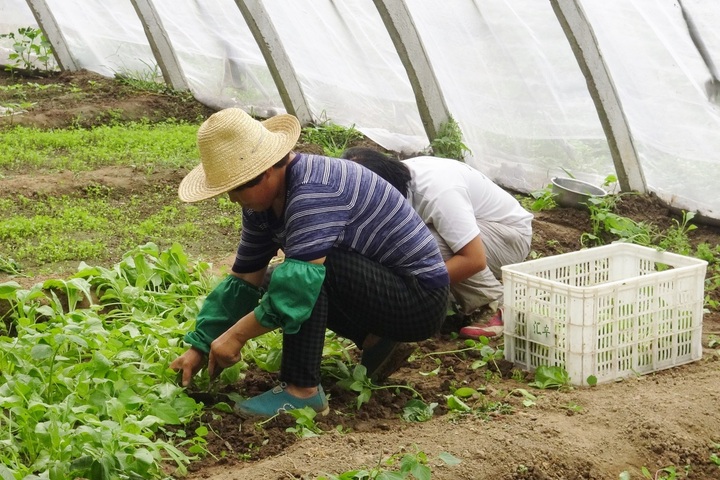 43<small class="fine d-inline"> </small>% des agriculteurs restent sous le Smic en moyenne pendant dix ans