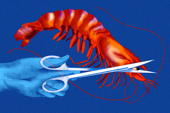 L'arrachage des yeux, une pratique cruelle généralisée dans les élevages de crevettes