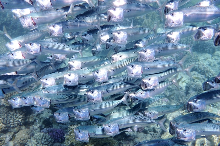 La survie des maquereaux menacée par de nouveaux quotas de pêche