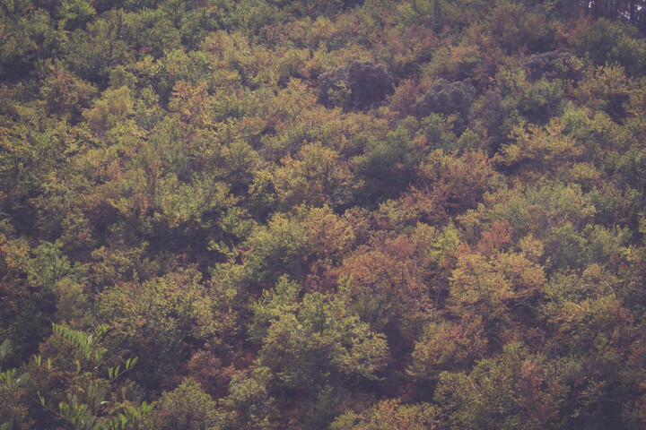 Budget 2025 : une alliance de députés gauche-droite pour préserver les forêts