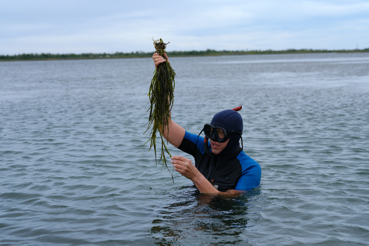 Cette association replante les prairies sous-marines de l'étang de Berre