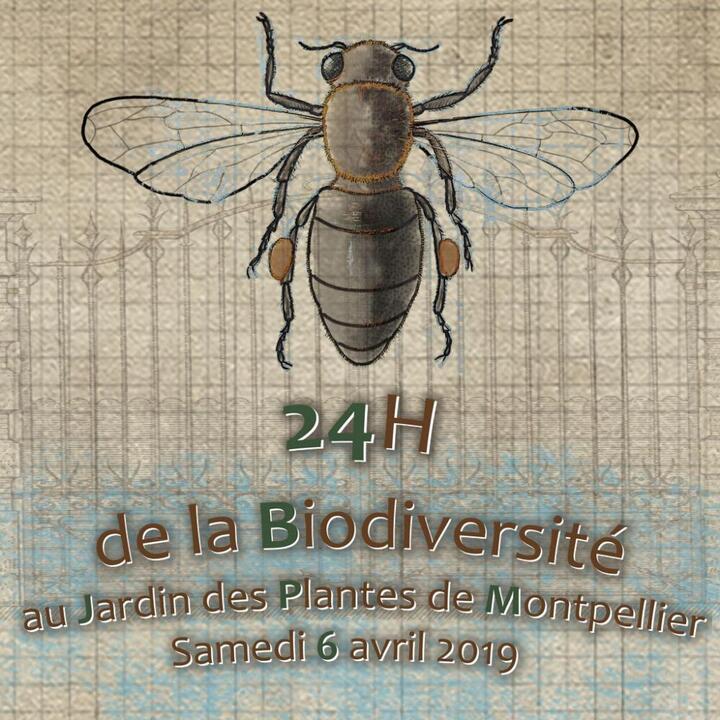 Les «<small class="fine d-inline"> </small>24h de la Biodiversité<small class="fine d-inline"> </small>», à Montpellier (Hérault)